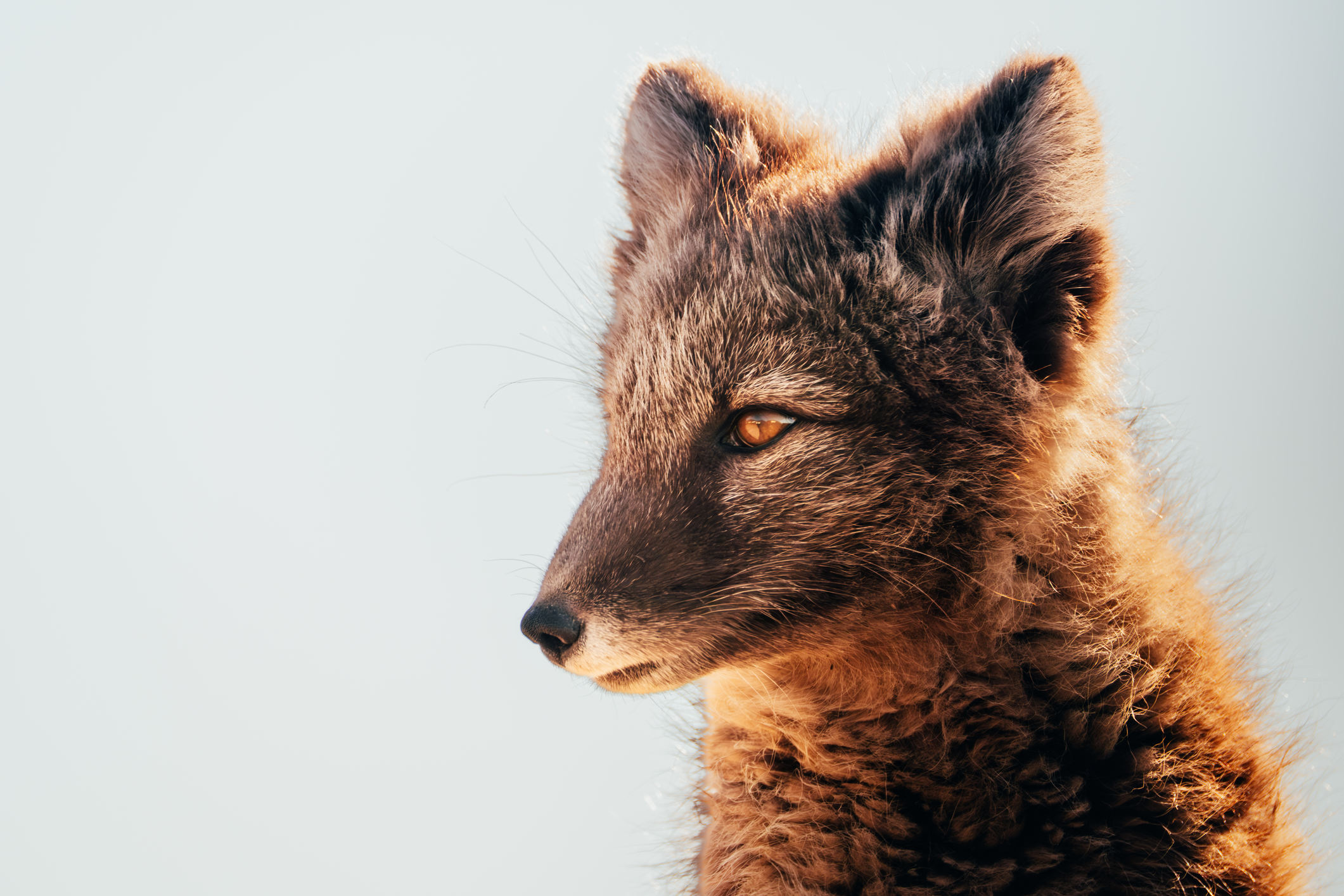 Arctic fox in the sunlight