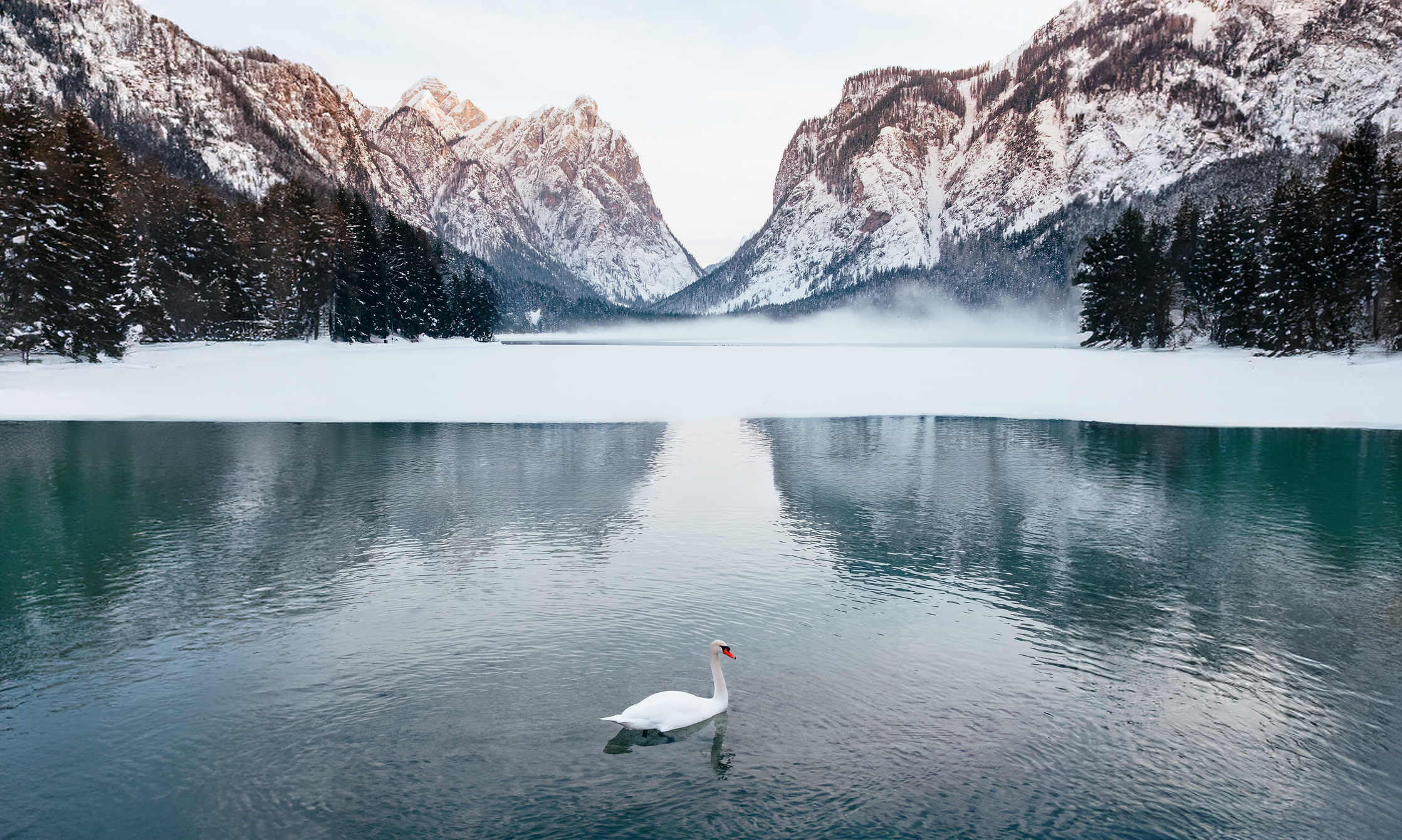 Swan swimming in a lake in winter surrounded in mountains