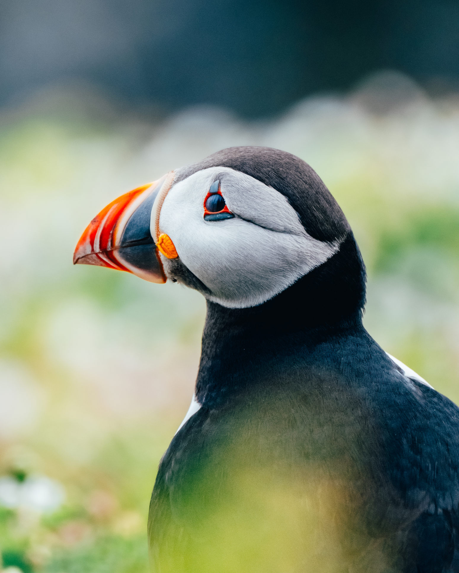 Puffin sat in the grass on Skomer Island