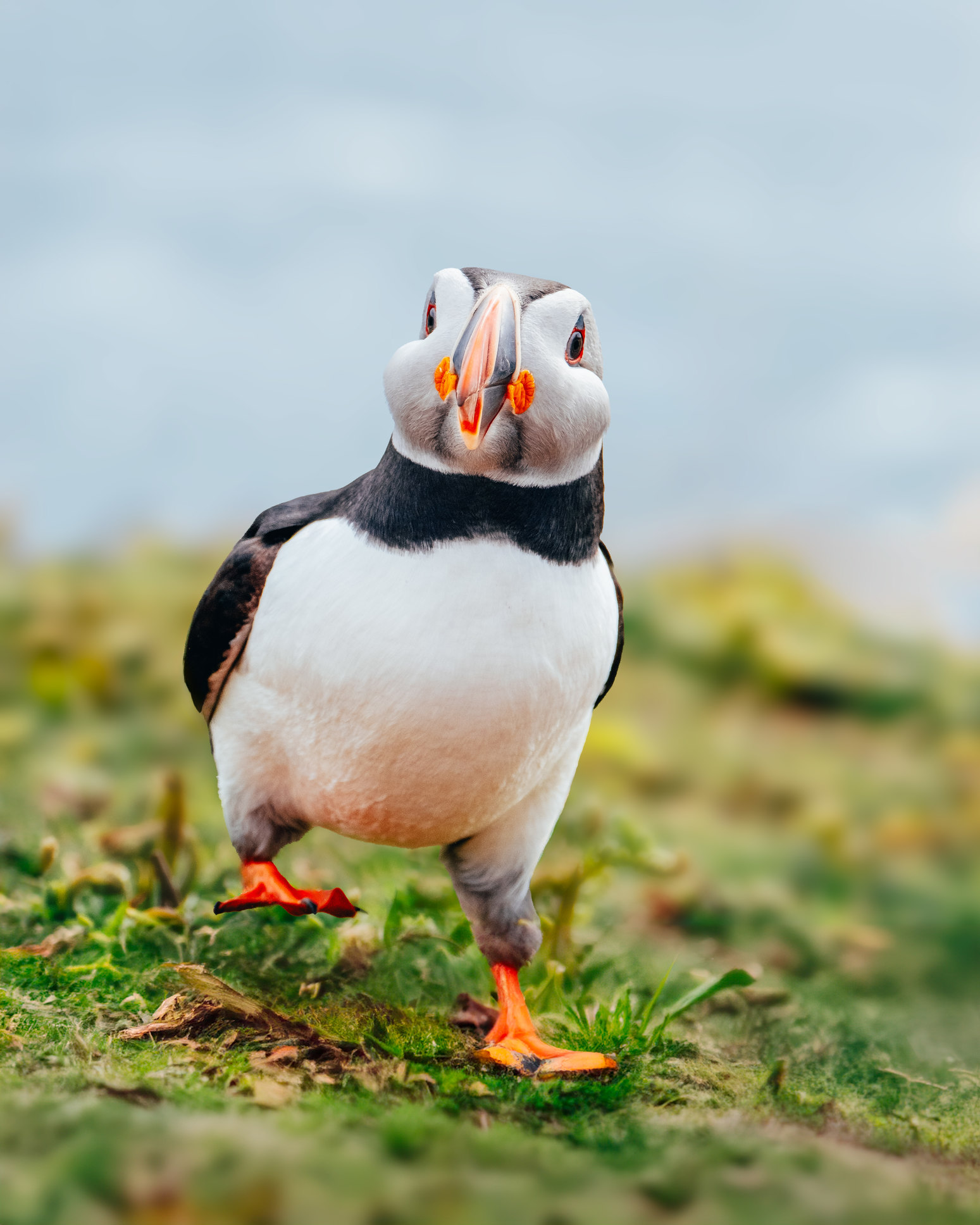 Happy Puffin running towards the camera