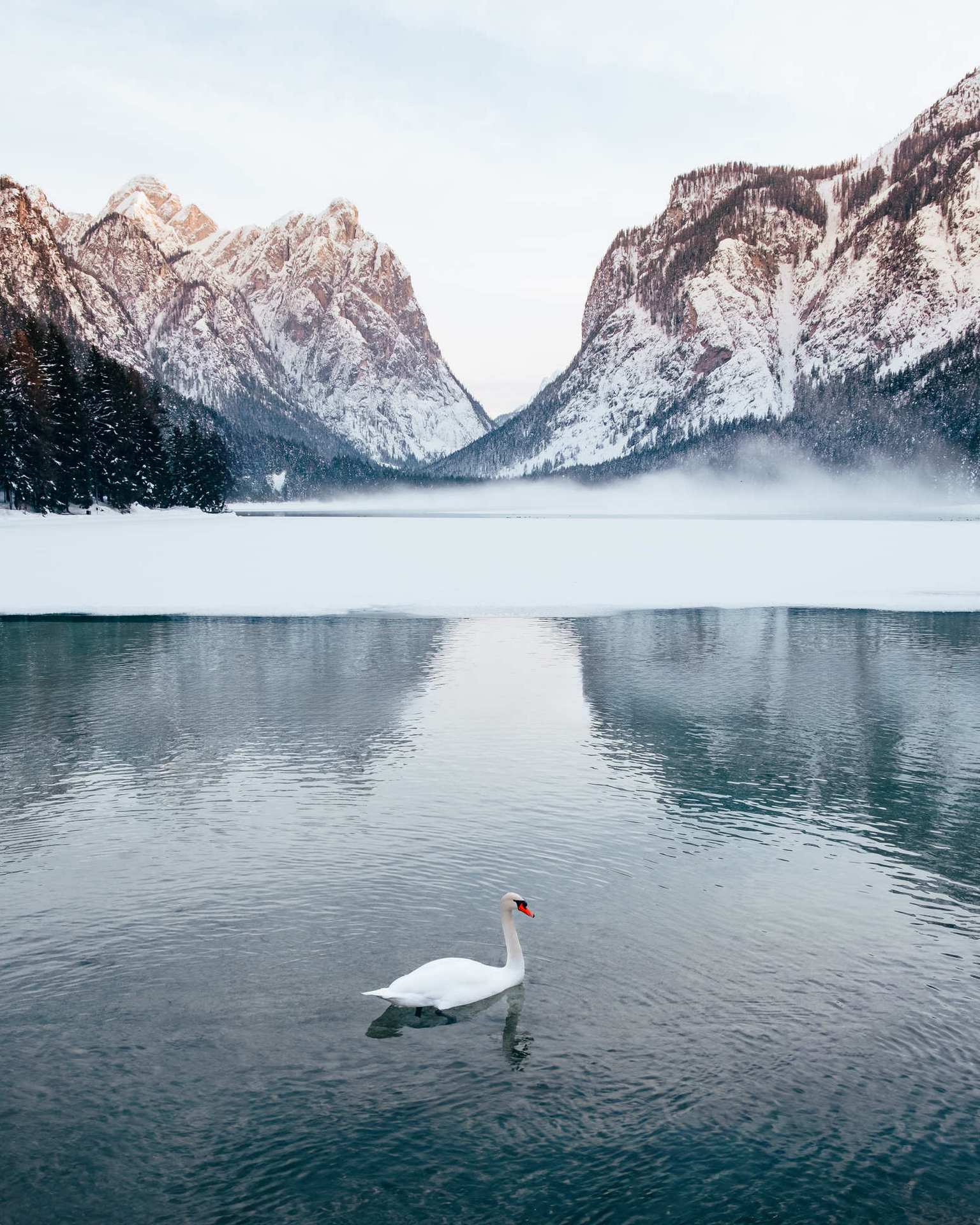 Swan at a lake in the Dolomites in Winter