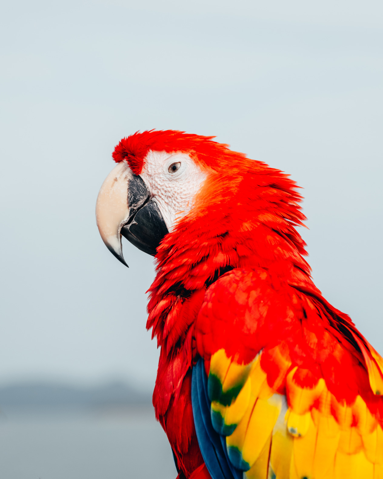 Vibrant parrot portrait