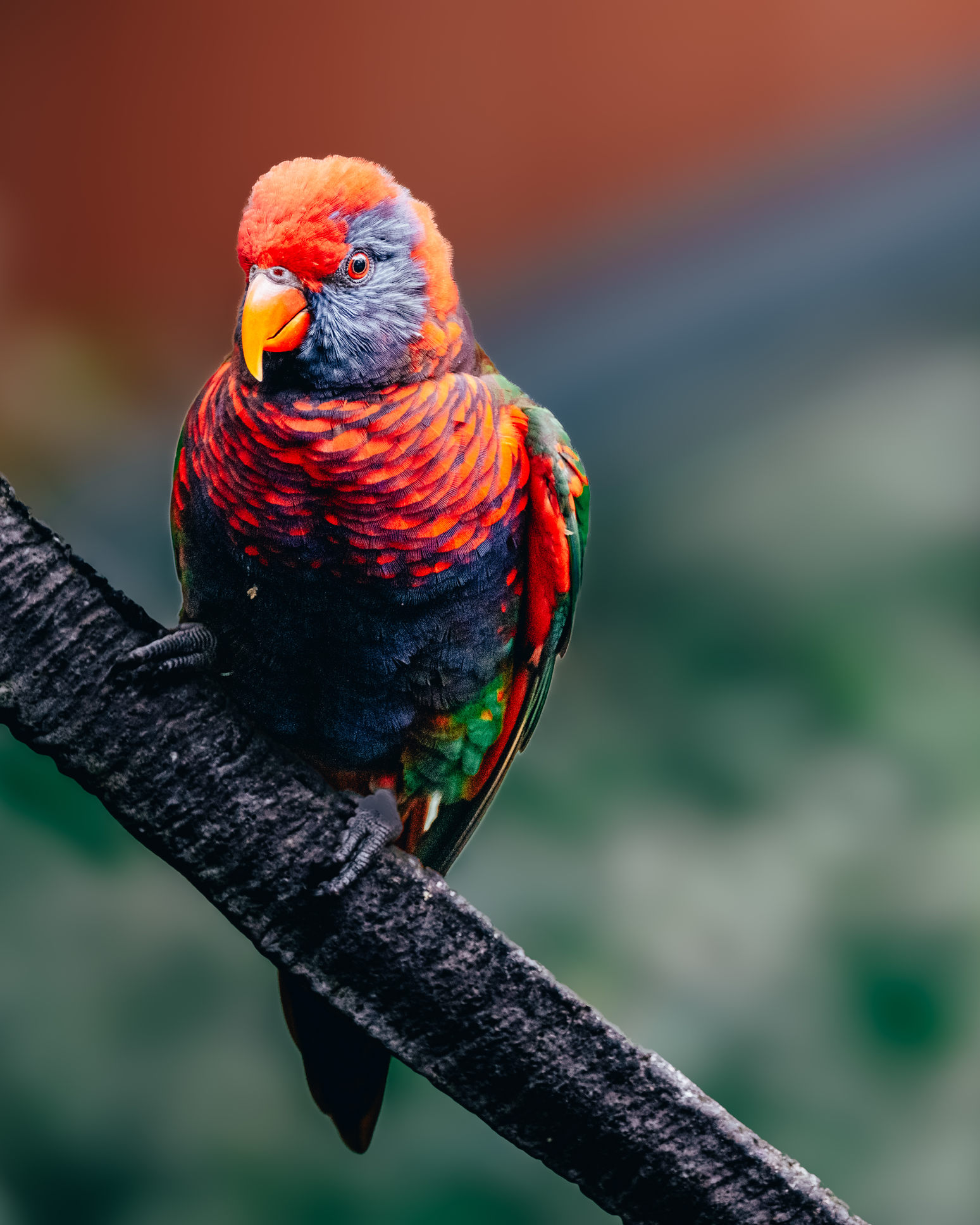 Colourful bird in Hong Kong