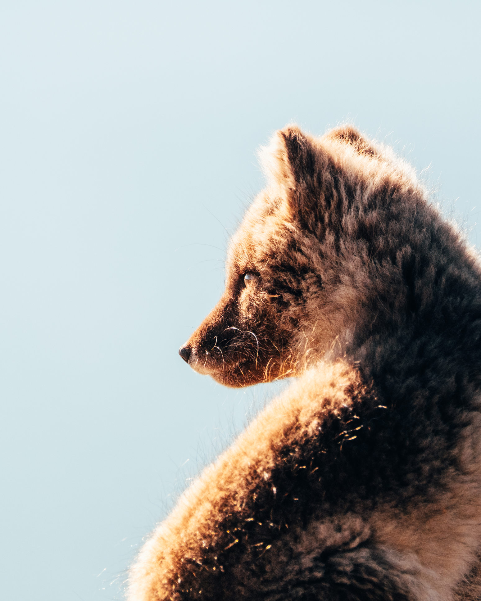 Arctic fox portrait in the sun