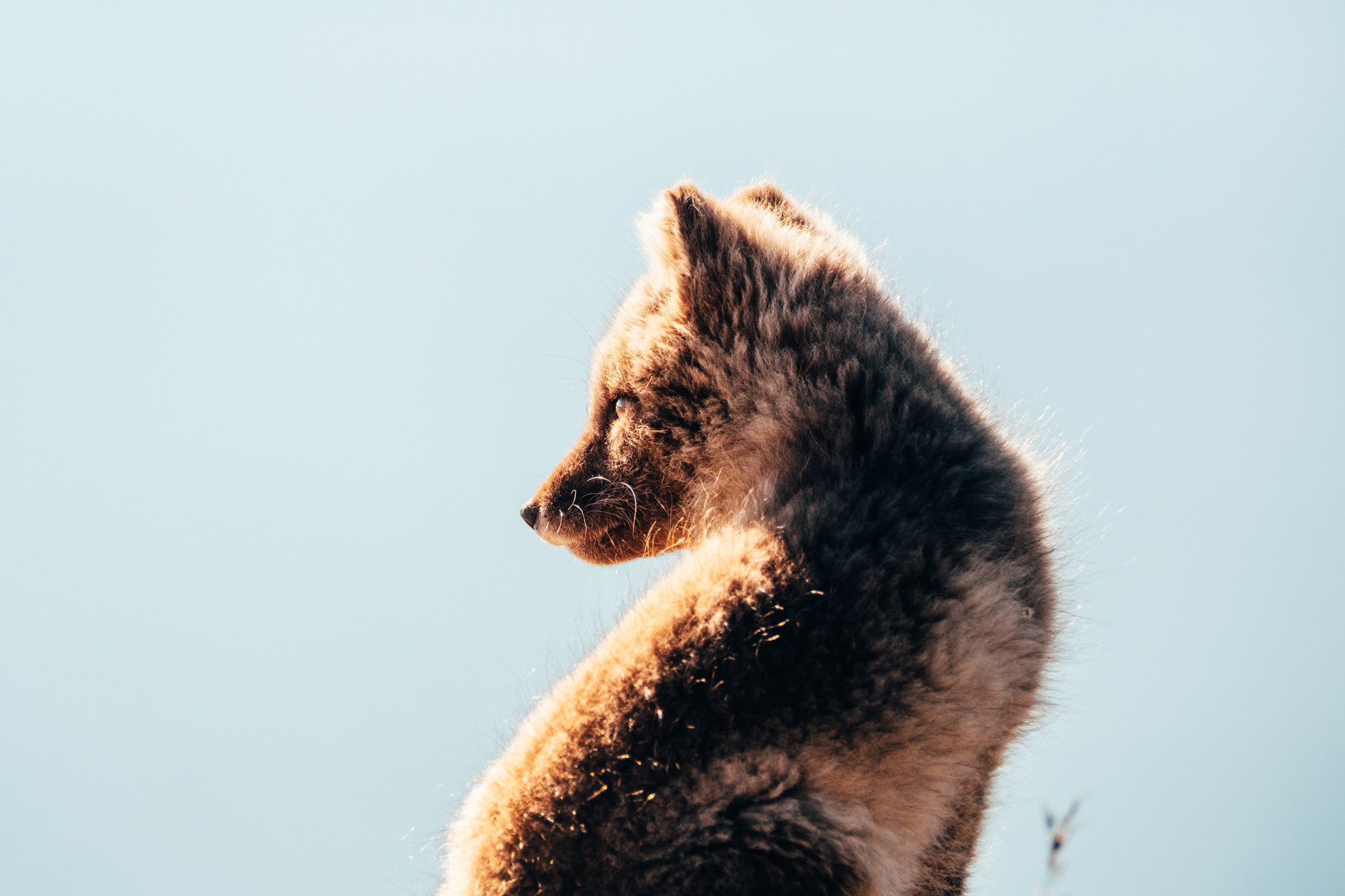 Arctic fox in the sunlight in Barentsburg