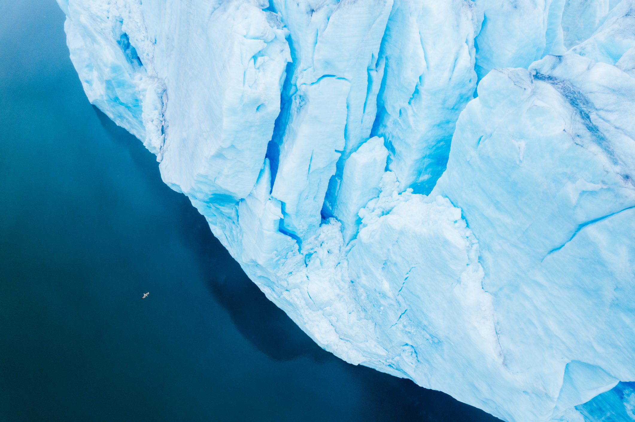 Aerial view of a bird flying past a glacier in the arctic