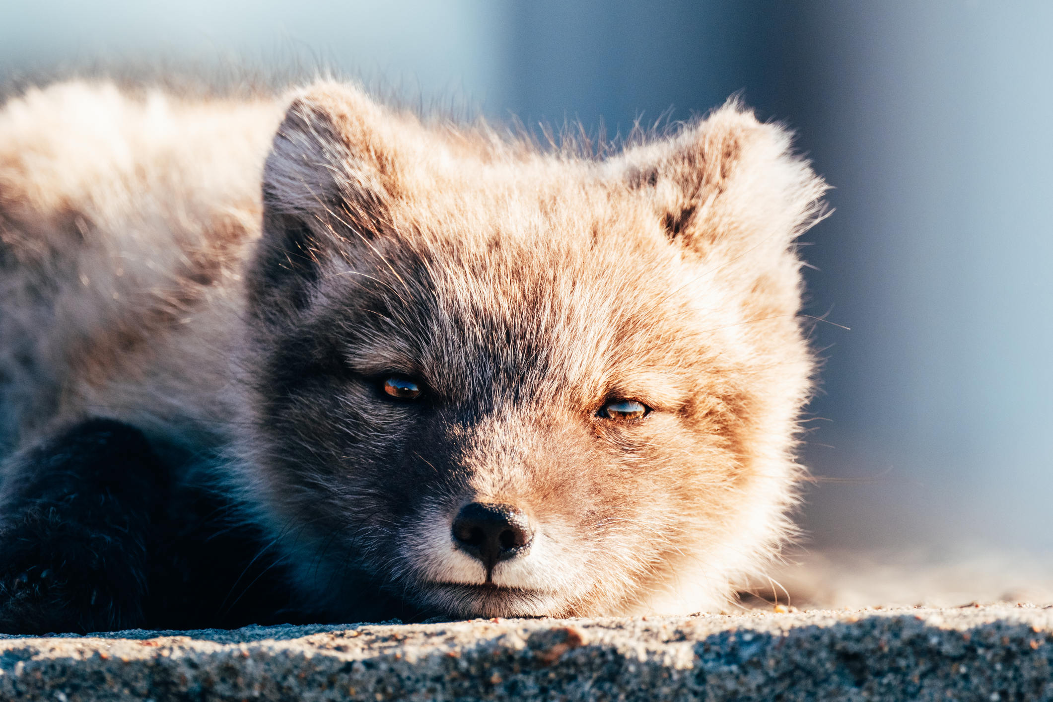 Arctic fox looking in to the camera in Svalbard