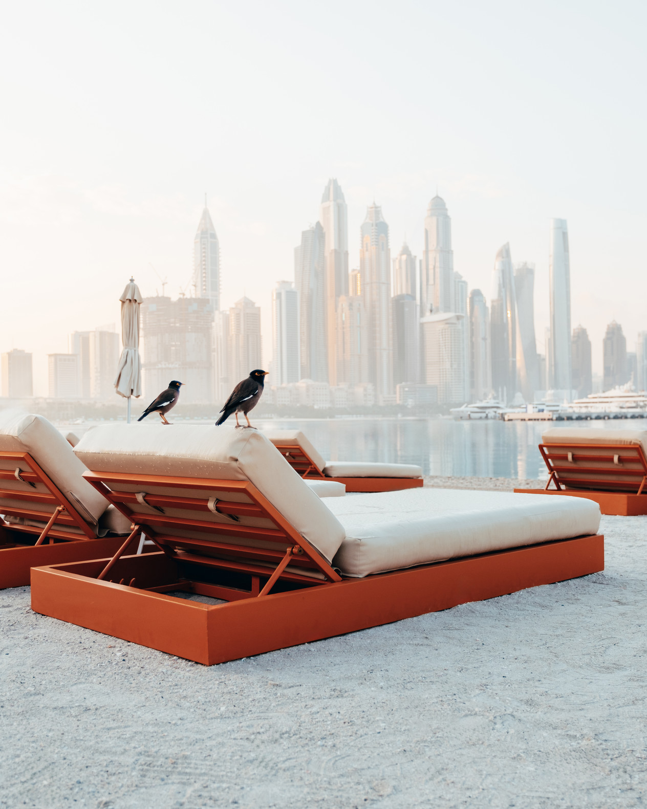 Birds on the beach in Dubai