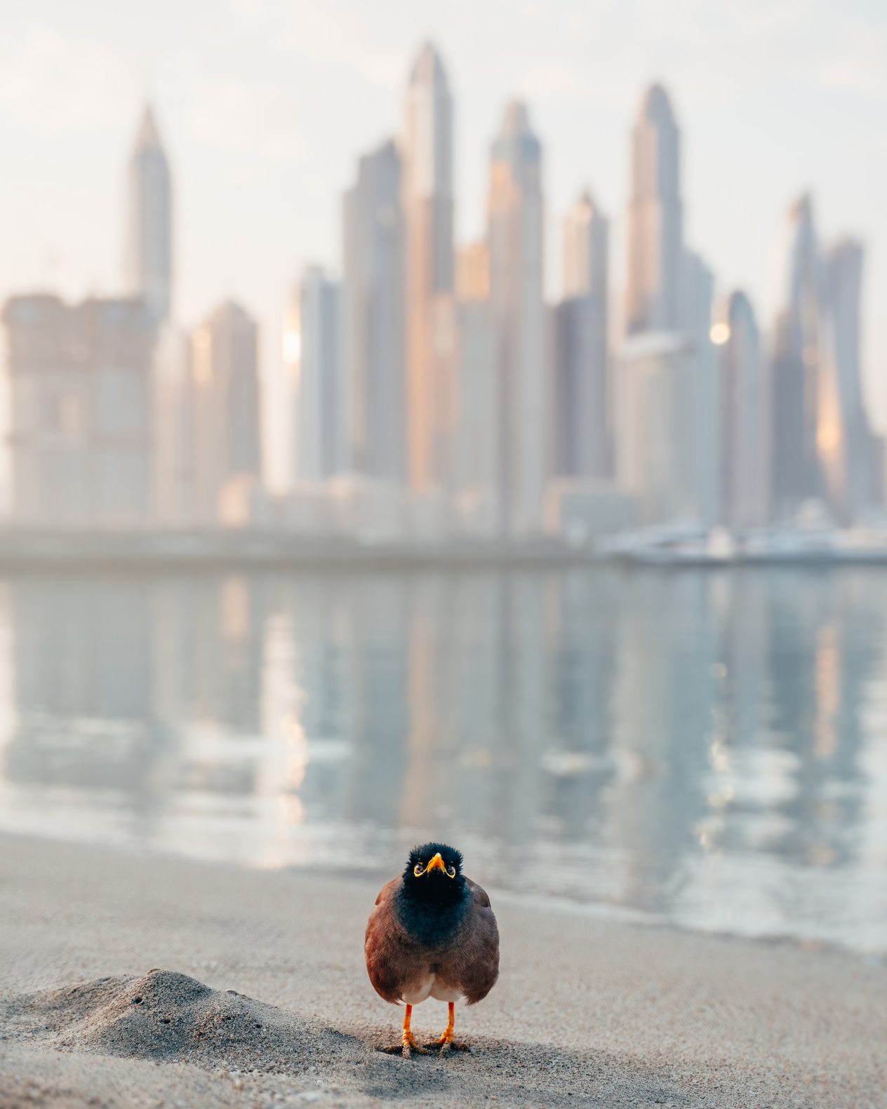 Small bird on Dubai beach at sunrise